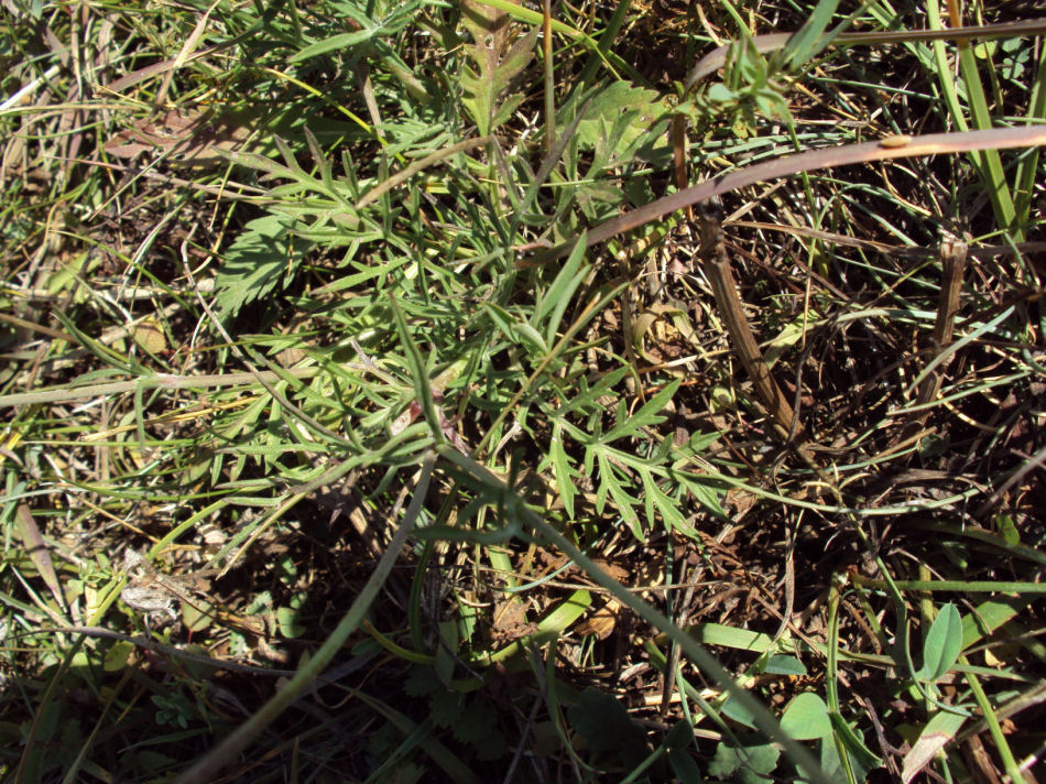 Penso a knautia ma non so quale