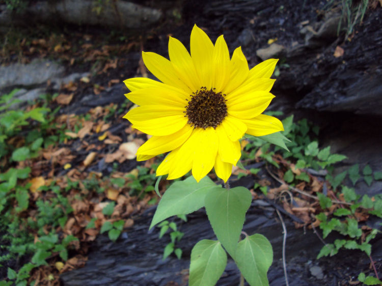 Helianthus tuberosus?