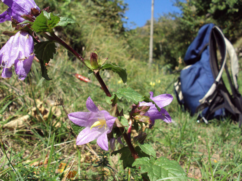 Campanula trachelium
