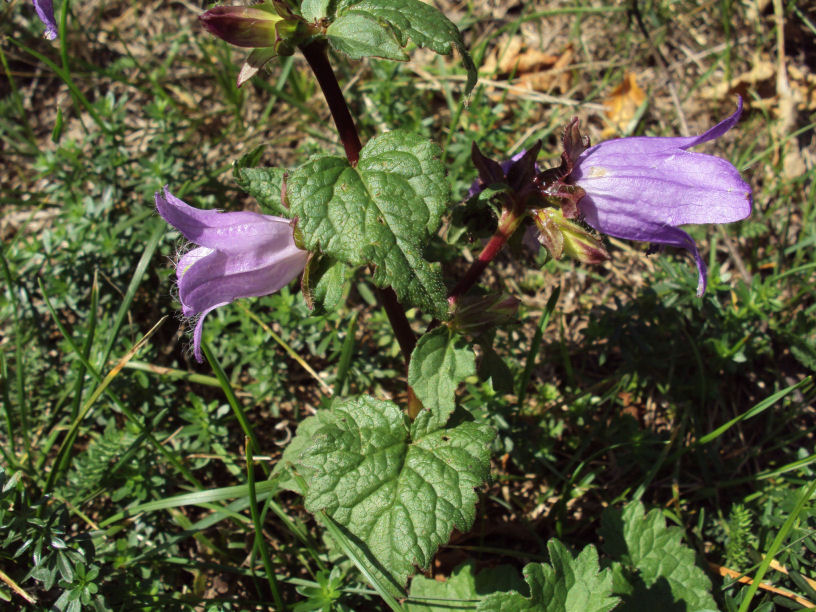 Campanula trachelium