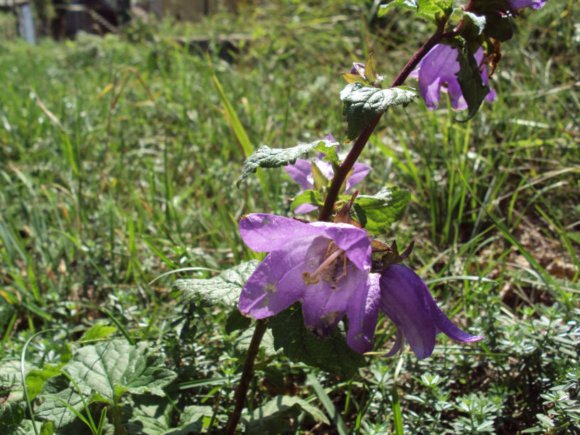 Campanula trachelium