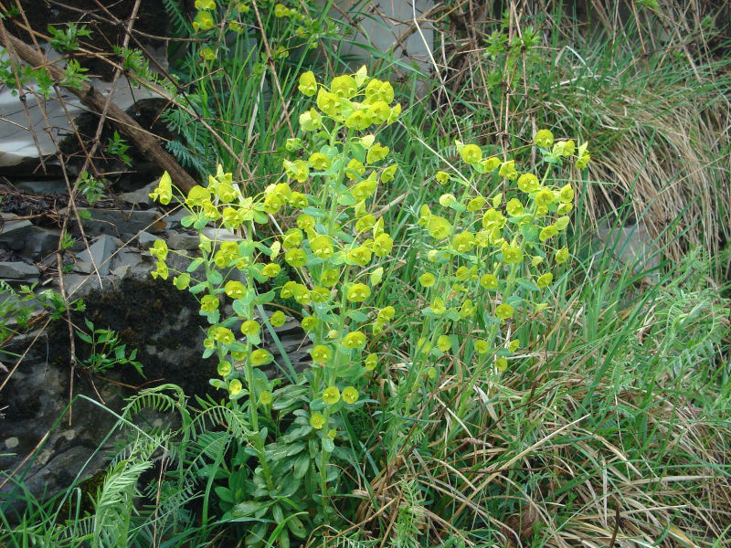 Euphorbia amygdaloides