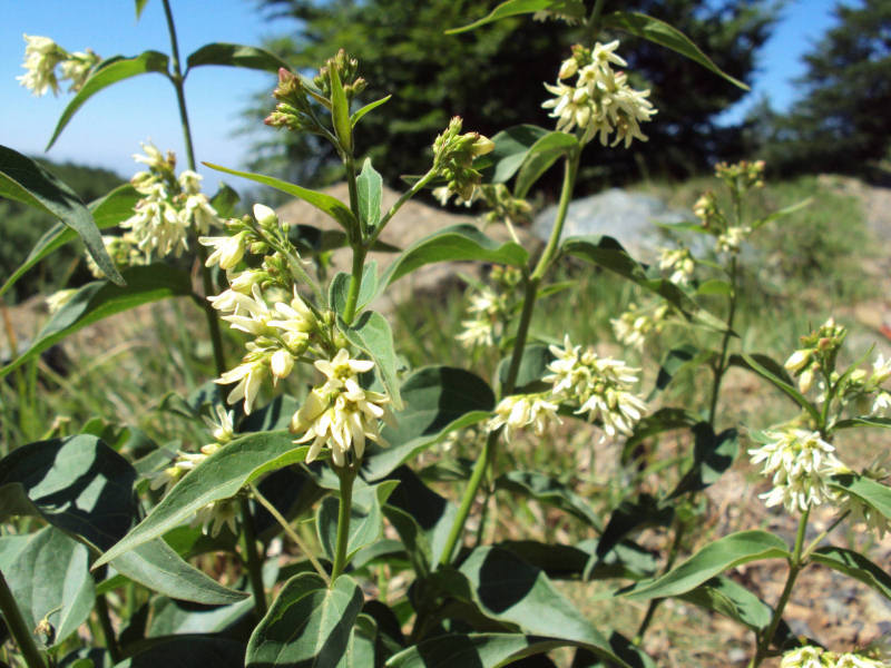 Vincetoxicum hirundinaria