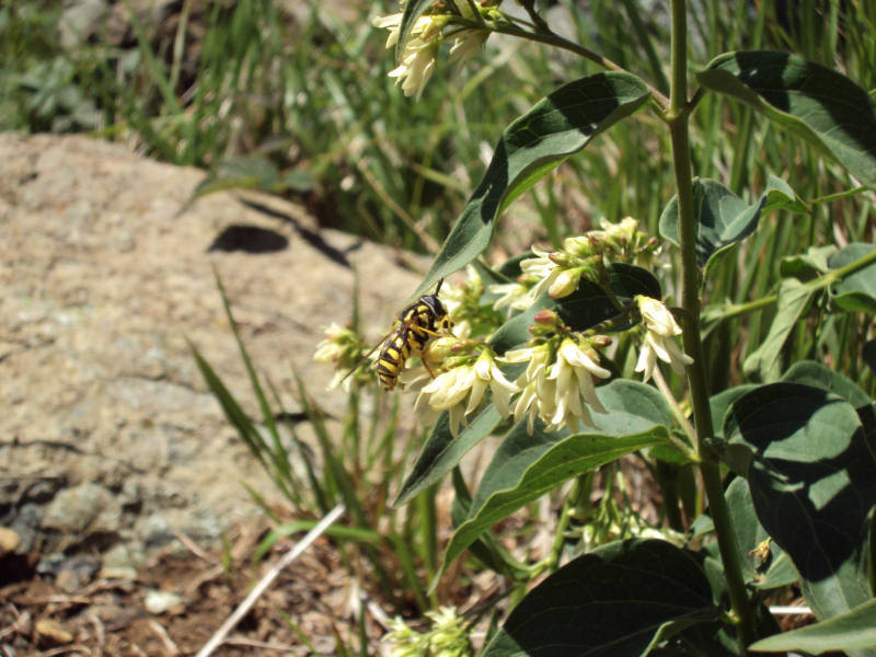 Vincetoxicum hirundinaria