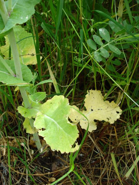 Forse un cavolo - Brassica rapa