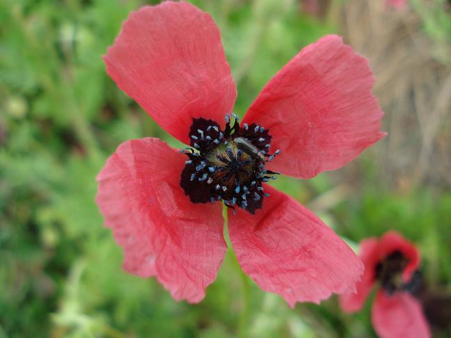 Papaver hybridum / Papavero spinoso