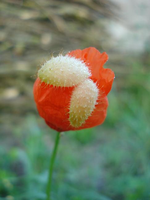 Papaver pinnatifidum / Papavero pennatifido