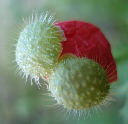 Papaver hybridum / Papavero spinoso