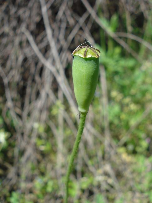 Papaver pinnatifidum / Papavero pennatifido