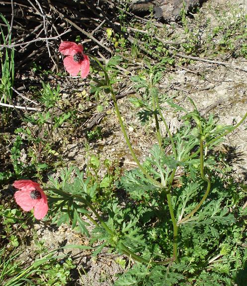 Papaver hybridum / Papavero spinoso