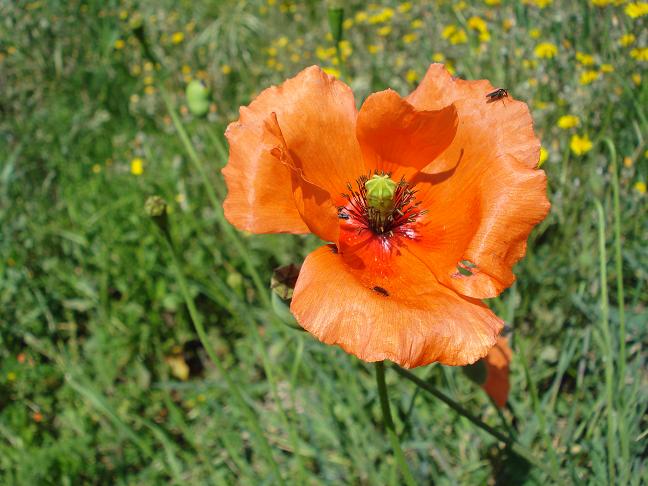 Papaver pinnatifidum / Papavero pennatifido