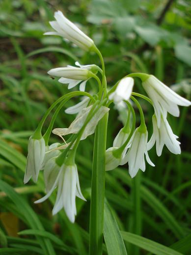 Allium sp.