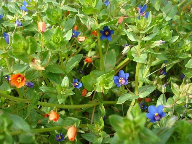 Anagallis arvensis