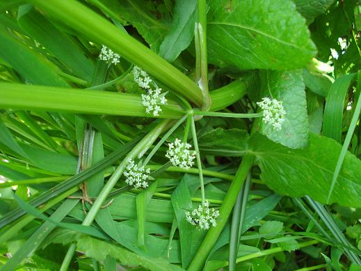 Helosciadium nodiflorum (= Apium nodiflorum)