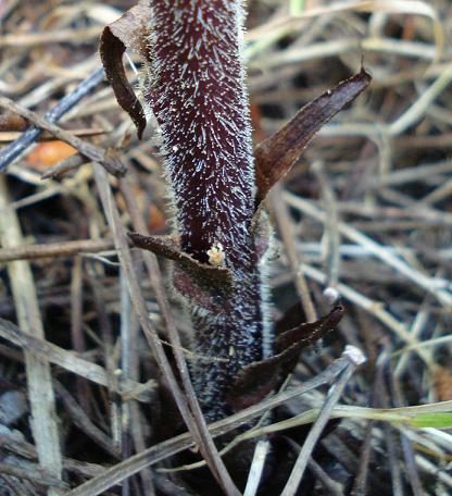 Orobanche amethystea / Succiamele ametistino