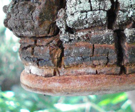 Phellinus d.d. (Phellinus rimosus)