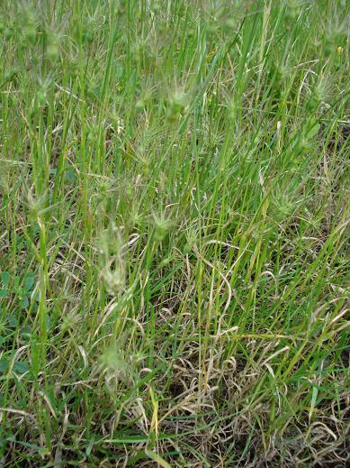 graminacea stellata - Triticum ovatum