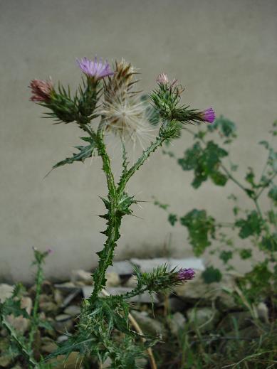 Carduus pycnocephalus / Cardo saettone