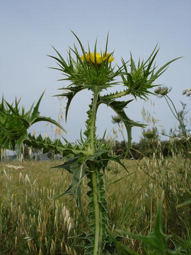 cardo giallo - Scolymus hispanicus