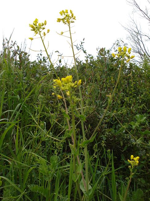 Forse un cavolo - Brassica rapa