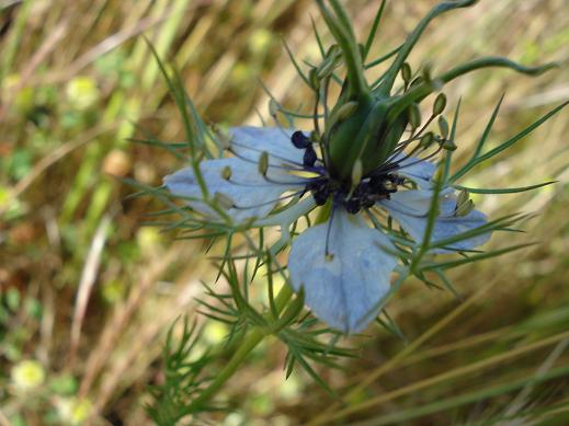 Ningella selvatica o rinselvatichita?