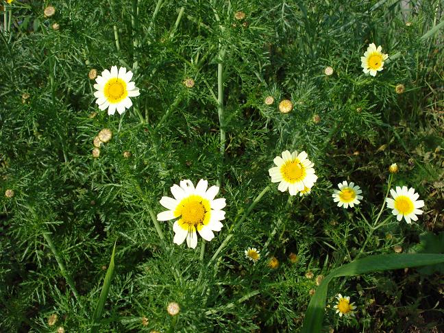 Glebionis coronaria / Crisantemo giallo