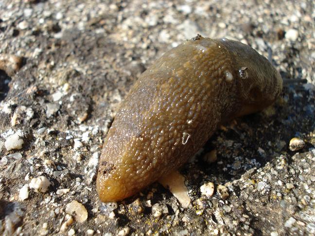 Limacus flavus della Sardegna