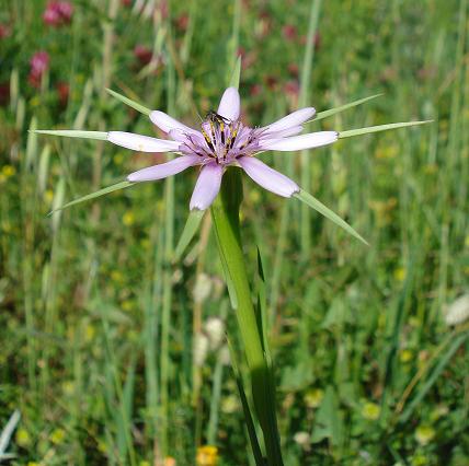 Geropogon hybridus / Barba di becco annua