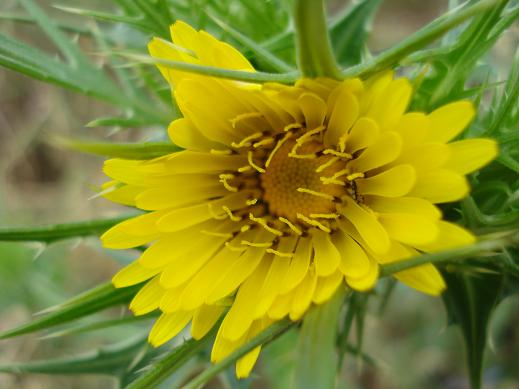 cardo giallo - Scolymus hispanicus