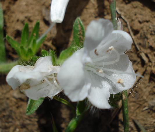 echium sp.