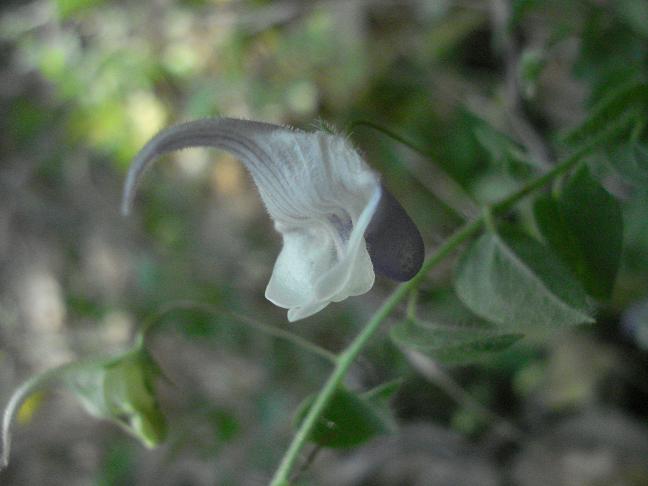 fiore con sperone - Kickxia commutata