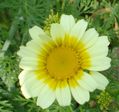 Glebionis coronaria / Crisantemo giallo
