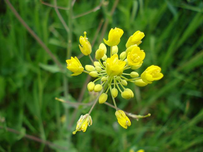 Forse un cavolo - Brassica rapa