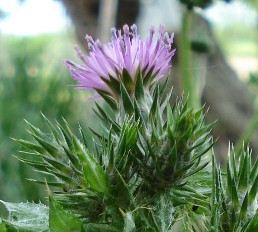 Carduus pycnocephalus / Cardo saettone