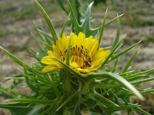 cardo giallo - Scolymus hispanicus
