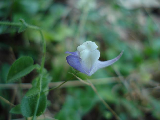 fiore con sperone - Kickxia commutata