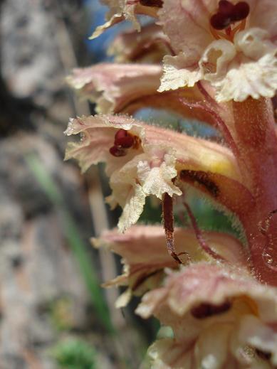 Orobanche amethystea / Succiamele ametistino