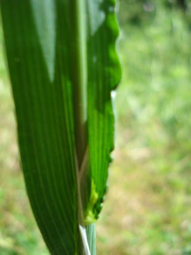 strana graminacea - Cynosurus echinatus