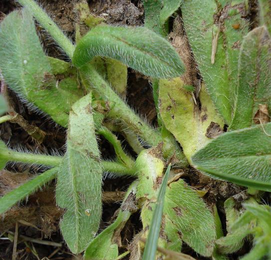 echium sp.