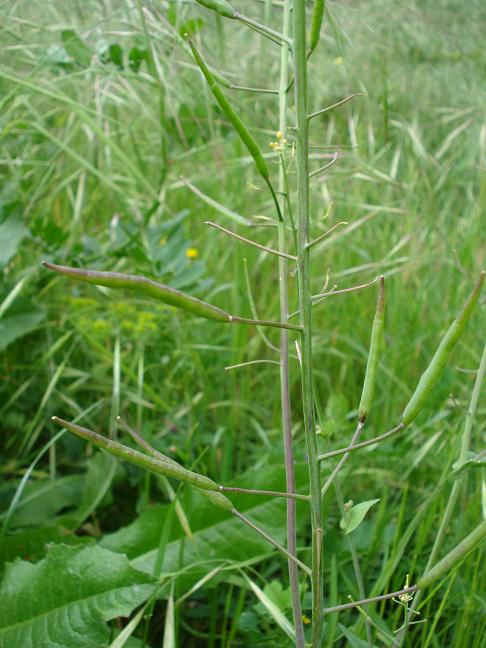 Forse un cavolo - Brassica rapa