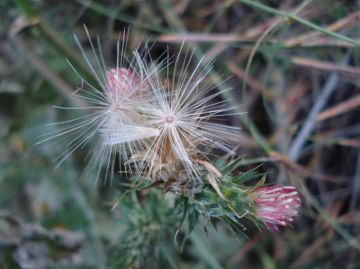 Carduus pycnocephalus / Cardo saettone
