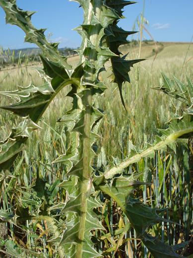 cardo giallo - Scolymus hispanicus