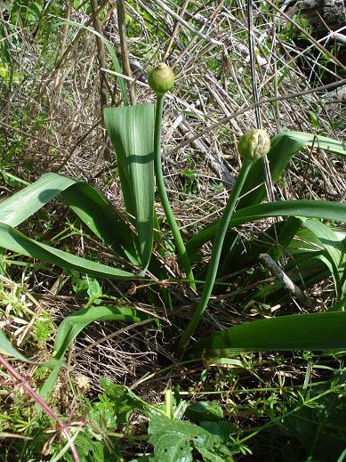 Allium nigrum