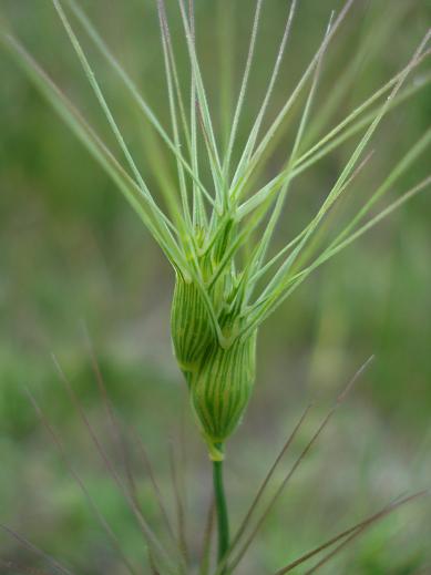 graminacea stellata - Triticum ovatum