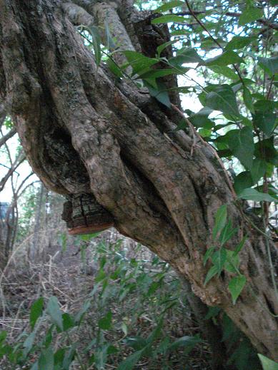 Phellinus d.d. (Phellinus rimosus)