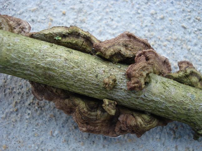 Crosta su mandorlo (Porostereum spadiceum)