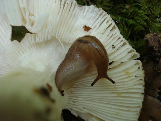 Lehmannia in Sardegna