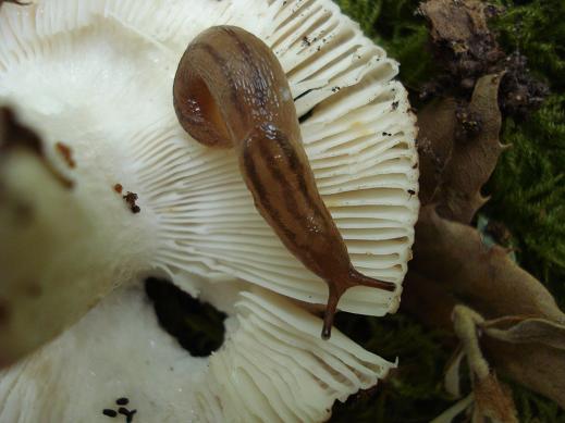 Lehmannia in Sardegna
