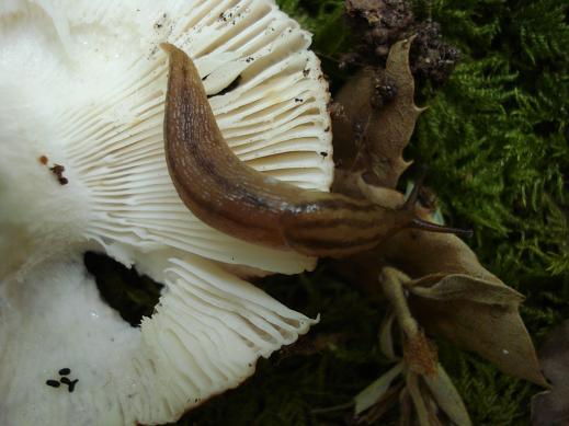 Lehmannia in Sardegna