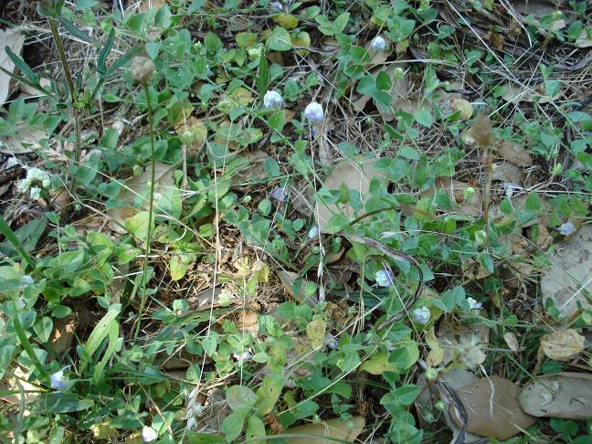 fiore con sperone - Kickxia commutata